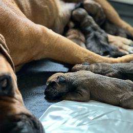 1ST PICK - Red female Boerboel puppy in Pennsylvania from Cold River Boerboels