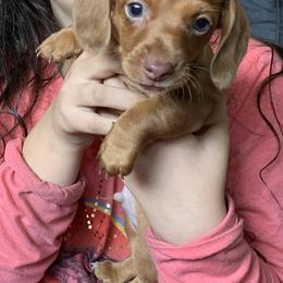 Dachshund Puppies from Shotzie Doxie Co.