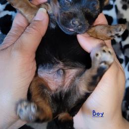 Boy 1 - Black and gold male Yorkshire Terrier puppy in Gilbert, Arizona from Yorkie Your Soulmate Puppy