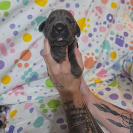 Girl 4 - Gray female Cane Corso puppy in Mason City, Illinois from Red Wood Cane Corso