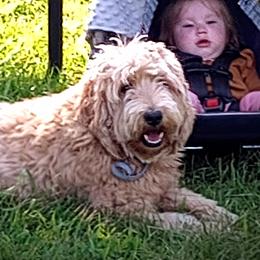 Snow - Goldendoodle