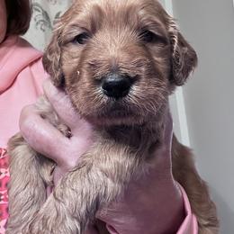 Jake - Red  male Goldendoodle puppy in Windsor, California from Jerry's Golden Girls