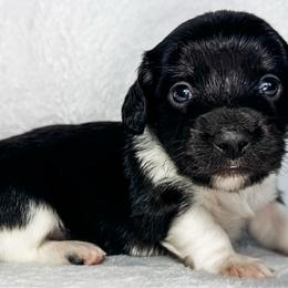 T-Rex - Black and cream male Dachshund puppy in Winamac, Indiana from WZ Kennels