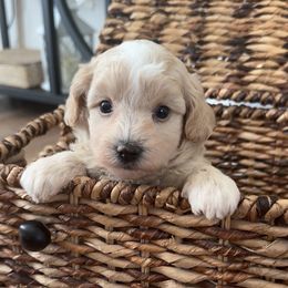 BENTLEY - Cafe au lait male Maltipoo puppy in Spring, Texas from GlamPaw Maltipoos