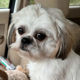 Stella - Shih Tzu