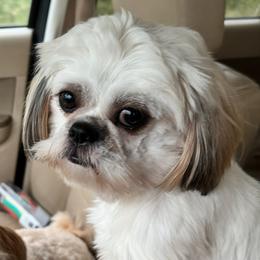 Stella - Shih Tzu