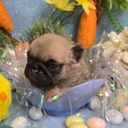 Fawn Girl - Fawn female Pug puppy in Tulsa, Oklahoma from Locust Creek Pugs