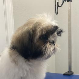 Shih Tzu Puppies from Willow Lane Shih Tzus