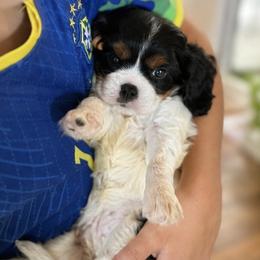 Willow - Tri-color female Cavalier King Charles Spaniel puppy in Mount Dora, Fl, Florida from Breezy Palms Cavaliers
