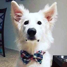 Berger Blanc Suisse and German Shepherd Puppies from Vom Hundhaus German Shepherds