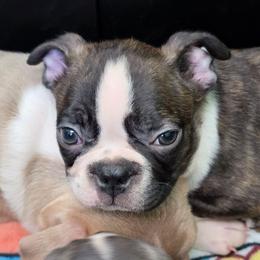 Obi Wan - Brindle and white male Boston Terrier puppy in Chickamauga, Georgia from Aiguier's Bostons
