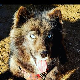 Demi - Siberian Husky