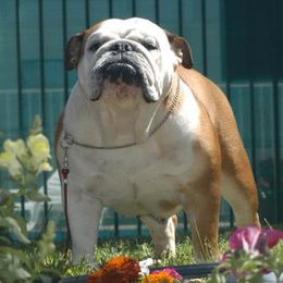 Bulldogs from Mugwash Bulldogs