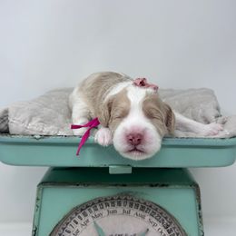 Emily - Pink - Cream female Australian Labradoodle puppy in Citrus Heights, California from Elite Blend Labradoodles