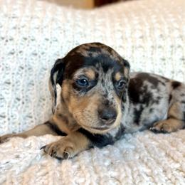 Boy 2 - Dapple male Dachshund puppy in Hollidaysburg, Pennsylvania from Weenie Bros