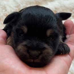 Coco - Black and silver female Miniature Schnauzer puppy in Auburn, Georgia from Very Special Mini Schnauzers