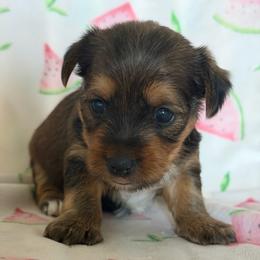 Reece's - Chocolate and tan female Yorkshire Terrier puppy in Cameron, Oklahoma from Jane’s Yorkies