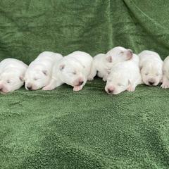 Berger Blanc Suisse Puppies from Whitewolf Kennels