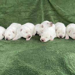 Berger Blanc Suisse Puppies from Whitewolf Kennels