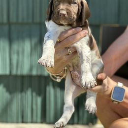 German Shorthaired Pointer Puppies from Echo Acres Farm