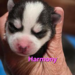 Harmony - Black and white female Pomsky puppy in Coatesville, Pennsylvania from Peaceful Pomskys