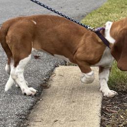 Tennessee - Basset Hound
