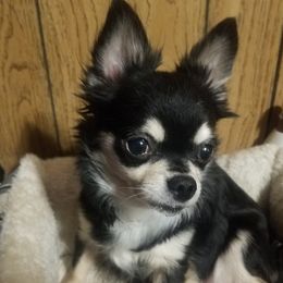 Misty - Chihuahua