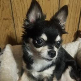Misty - Chihuahua