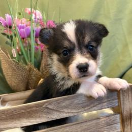 Lucia (Orange Collar) - Black and tan female Pembroke Welsh Corgi puppy in North Charleston, South Carolina from Corgivilla