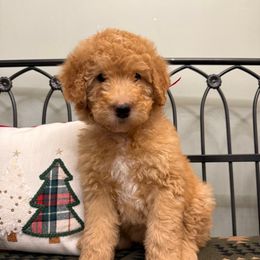 Red collar girl - Yellow and white female Bernedoodle puppy in Hines, Oregon from Switch Canyon Doodles