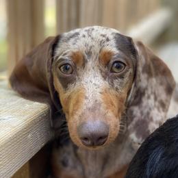 Willow - Dachshund