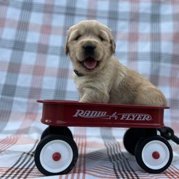 Mr. Mahi - Golden male Golden Retriever puppy in Knoxville, Tennessee from Jack and Ginger’s Goldens