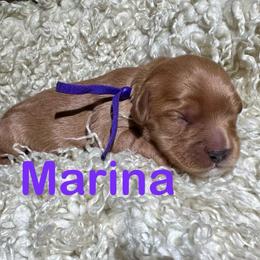 Marina - Apricot female Cavapoo puppy in Chelan, Washington from North Cascades Doodles