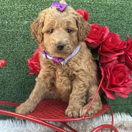 Taylor (Purple) - Cream female Goldendoodle puppy in Miami, Florida from Katy's Toy Poodles & Doodles