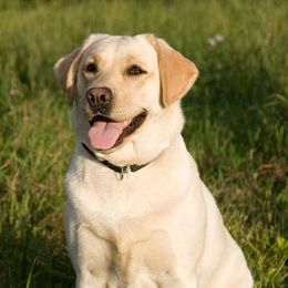 Labrador Retrievers from Cribstone Labradors