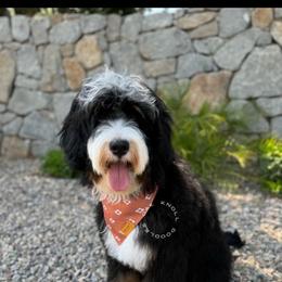 Gunnar - Bernedoodle