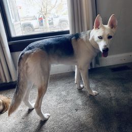 Kovu - Black and white male Siberian Husky puppy in Rochester, Indiana from Dances With Huskies