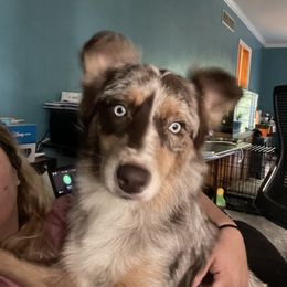 Ziva - Australian Shepherd