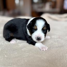 Miniature Australian Shepherd Puppies from Dripping Springs Mini Aussies