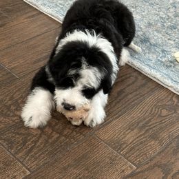 Aussiedoodle All Grown Up from Cooper’s Mini Doodles