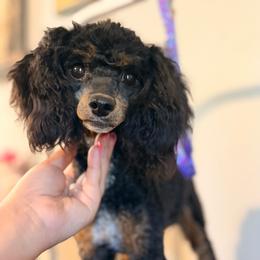 Bobbi - Poodle