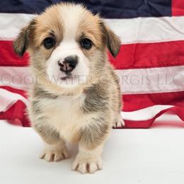 Eevee - Red female Pembroke Welsh Corgi puppy in Kiowa, Colorado from Cool Water Corgis LLC