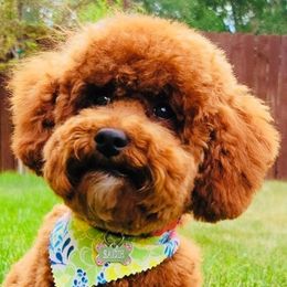 Bernedoodles, Goldendoodles, and Poodles from Jackie Fellingham