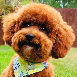 Bernedoodles, Goldendoodles, and Poodles from Jackie Fellingham