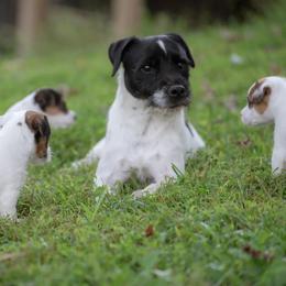 Jack Russell Terrier Puppies from Fleet Street Jack Russell Terriers