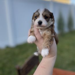 Goldendoodle, Havanese, and Havapoo Puppies from Lady Paws Puppies