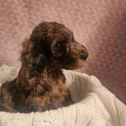 Goldendoodles and Poodles from PNW Puppies