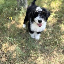 Jim - Tri-color male Bernedoodle puppy in Bastrop, Texas from Sweet Pea Bernedoodles