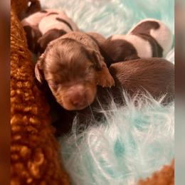 Kit Kat - Chocolate and tan female Dachshund puppy in Louisa, Kentucky from Mini Doxies of Eastern KY
