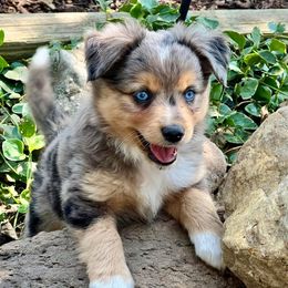 Miniature Australian Shepherd and Toy Australian Shepherd Puppies from Kickapoo Creek Toy & Mini Aussies